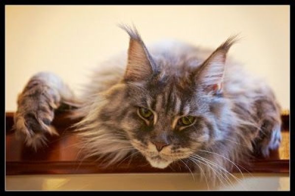 Кракен вход ссылка