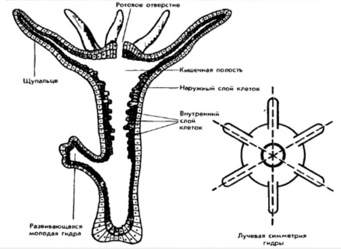 Kra35.cc